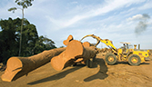 Gabon forests