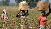 Mali-aims-for-bumper-crop-in-agribusiness-sector